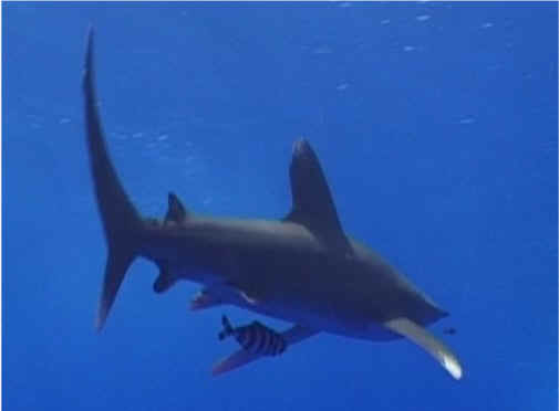 shark photos
